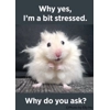 Why yes, I'm a bit stressed Magnet Why yes, I'm a bit stressed Magnet
