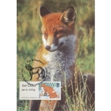 3777x1 Red Fox Maximum Card