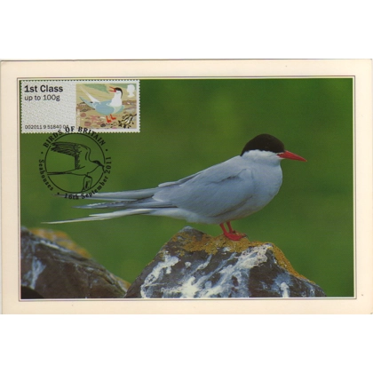 3227 Arctic Tern maximum card