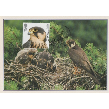 4202x2 Birds of Prey: Hobby maximum card 2019
