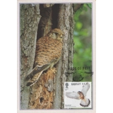 4205x3 Birds of Prey: Kestrel maximum ..