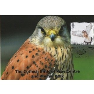 4205x4 Birds of Prey: K..