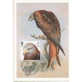 4208x4 Birds of Prey: Red Kite maximum..