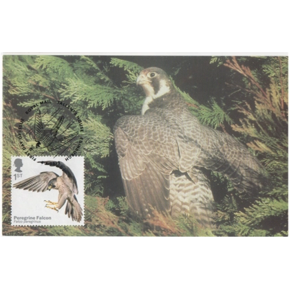 4209x4 Birds of Prey: Peregrine Falcon maximum card 2019