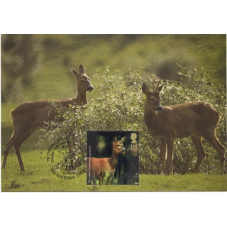 2480 Woodland Animals R..