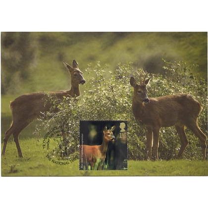 2480 Woodland Animals Roe Deer Maximum Card