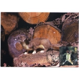 2485 Woodland Animals Stoat Maximum Card
