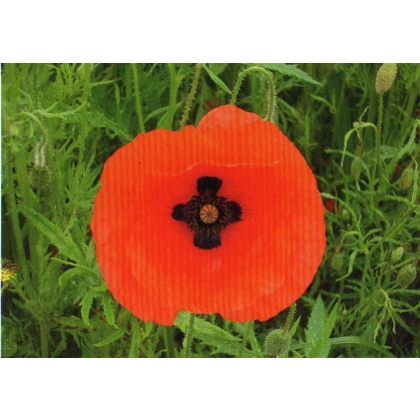 DR01 Norfolk Poppy postcard - with cross at centre - discount for more than 2