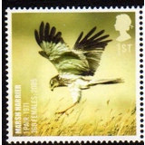 2768 Marsh Harrier - Endangered Bird s..