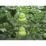 baby shape melon growing
