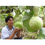 football shape gourd