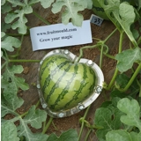 heart shape watermelon growing on hear..