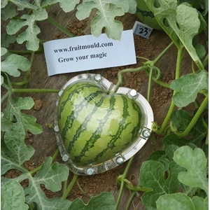 heart shape watermelon growing on heart shape mold box