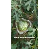 Heart Shaped Watermelon Mold Kit