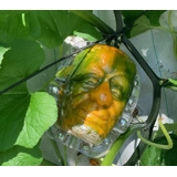 Frankenstein shape pumpkin growing in ..