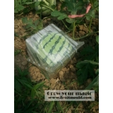 square watermelon growing on square sh..