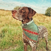Sage Green Cord Dog Collar