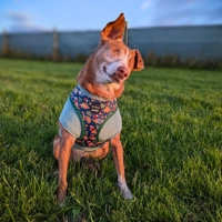 Christmas Dino Rawr Biscuits Dog Harness