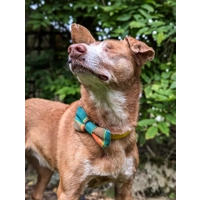 Squirrel Chaser Plaid Bow Tie