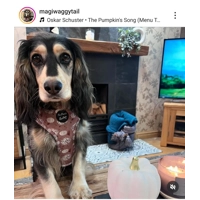 Pumpkin Leopard Latte Dog Harness