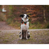 Squirrel Chaser Tartan SAILOR Dog Bow Tie