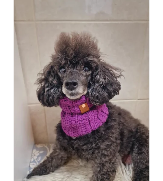 Plum Pudding Roll Top Dog Snood