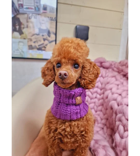 Plum Pudding Roll Top Dog Snood