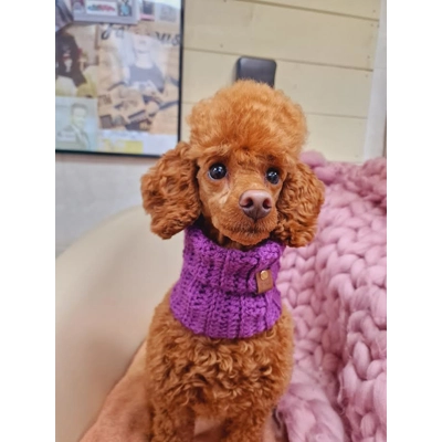 Plum Pudding Roll Top Dog Snood Plum Pudding Roll Top Dog Snood