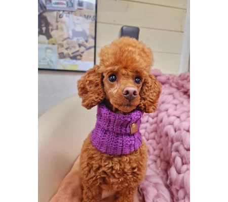 Plum Pudding Roll Top Dog Snood