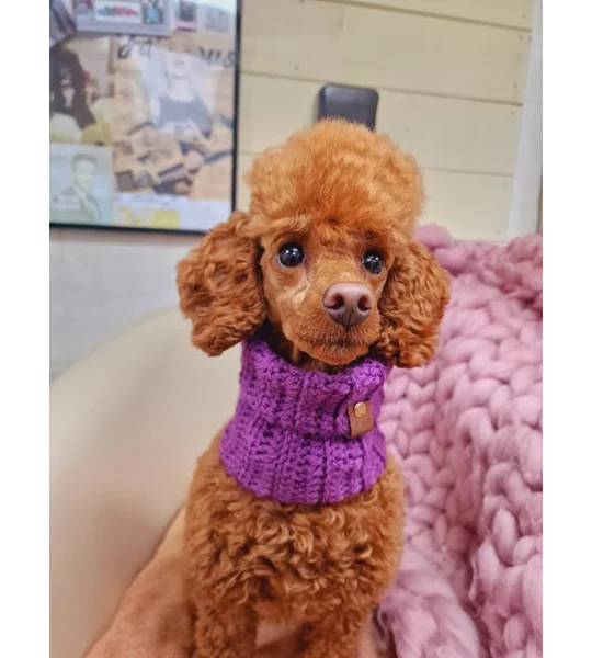 Plum Pudding Roll Top Dog Snood