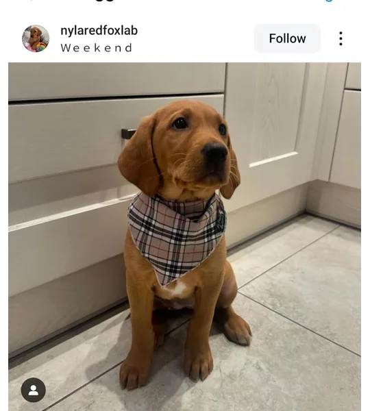 Barkberry Plaid Bandana
