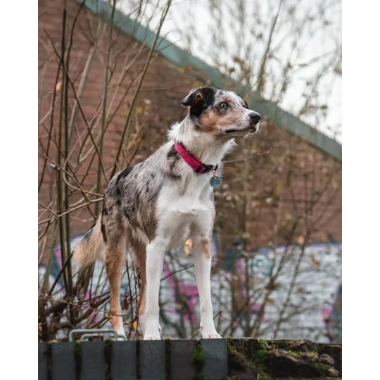 Rose Pink Cord Dog Collar