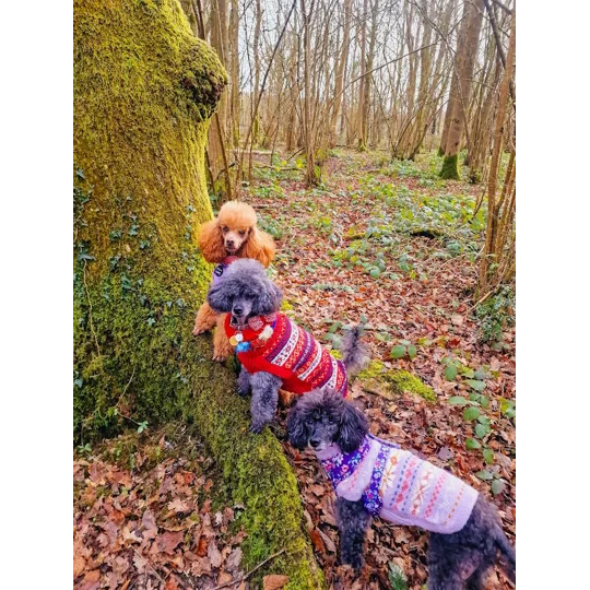 Red Heritage Alpaca Wool Dog Jumper - Alqo Wasi