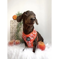 Sweet Marmalade Blossom Floral Dog Harness  - optional flower accessory