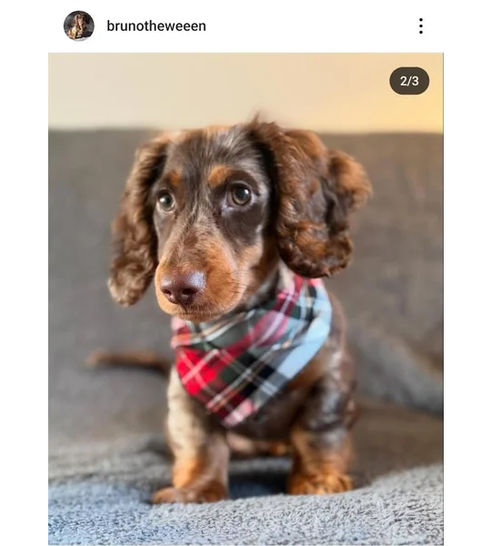 Alfies Red & White Tartan Plaid Bandana