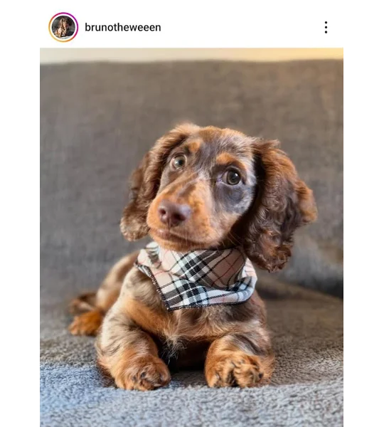 Barkberry Plaid Bandana