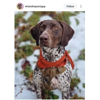 Terracotta & Gold Dog Bandana
