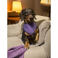 Purple Revival Polka Dot Dog Bandana
