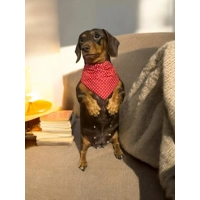Rich Red Gentleman's Polka Dot Dog Bandana