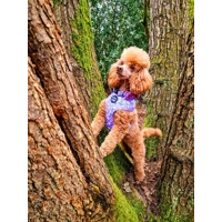 Lucky Little Lavender Daisies Dog Harness  - optional flower accessory