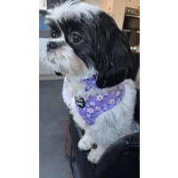 Lucky Little Lavender Daisies Dog Collar- Optional Flower Accessory