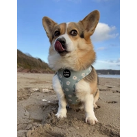 Pretty Little Pastel Green Daisies Dog Harness