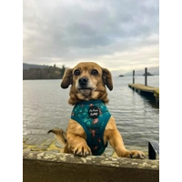 Cheeky Monkey Dog Harness