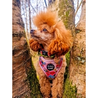 Spiced Honey Leopard Custom ID Dog Tag - NEW STYLE