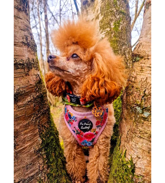 Spiced Honey Leopard Custom ID Dog Tag - NEW STYLE