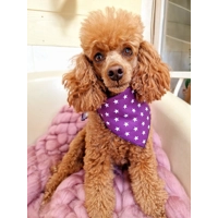 Lucky PURPLE Star Dog Bandana