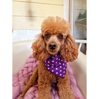 Lucky PURPLE Star Dog Bandana