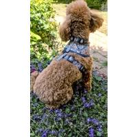 Shipwrecked Nautical Dog Collar