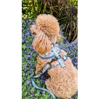 Shipwrecked Nautical Dog Lead - Reversible