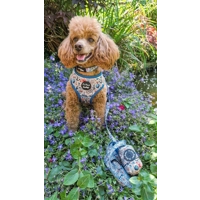 Shipwrecked Nautical Dog Harness